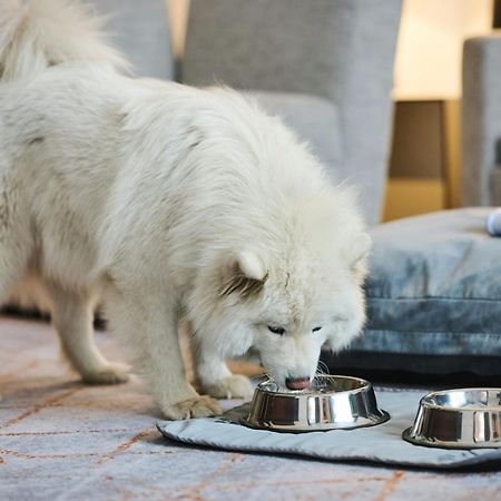 Sheraton Poznan Hotel Εξωτερικό φωτογραφία A Samoyed puppy