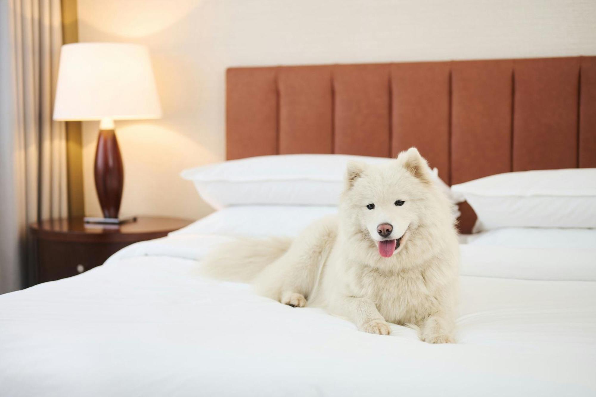 Sheraton Poznan Hotel Εξωτερικό φωτογραφία A Samoyed on a bed